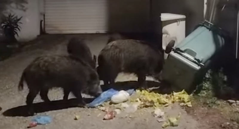 Μενίδι: Ολόκληρο κοπάδι αγριογούρουνων κόβει βόλτες και ψάχνει για τροφή στα σκουπίδια...VIDEO