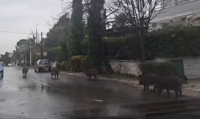 Αγριόχοιροι κάνουν...κατάληψη έξω από σχολείο στους Θρακομακεδόνες...VIDEO