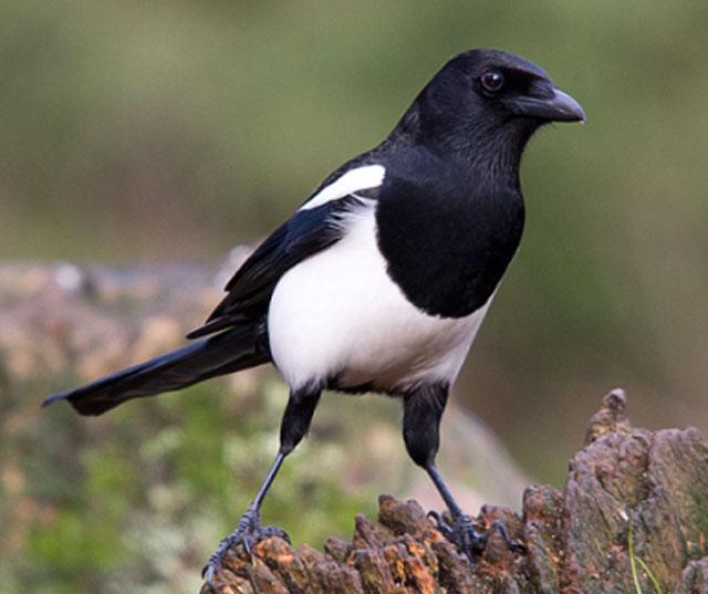 Κ.Σ. Λήμνου : Ένα κουτί φυσίγγια για κάθε 10 ζεύγη ποδιών θηρευμένων κορακοειδών