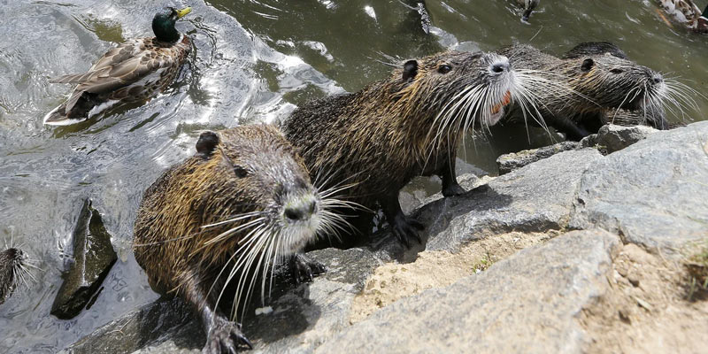 Τσεχία: Κάστορες κατασκεύασαν... δωρεάν φράγματα σε ποταμό