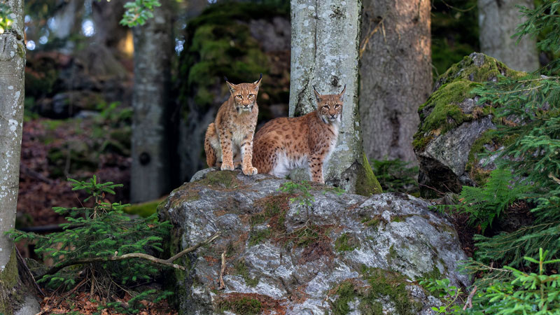 Σκωτία: Η αστυνομία αναζητά δύο λύγκες που απελευθερώθηκαν «παράνομα» ...VIDEO