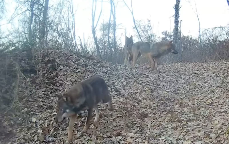 Αγέλη 16 λύκων στο νομό Καστοριάς....VIDEO