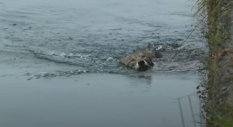 Ιταλία : Διάσωση λύκου από κανάλι...VIDEO