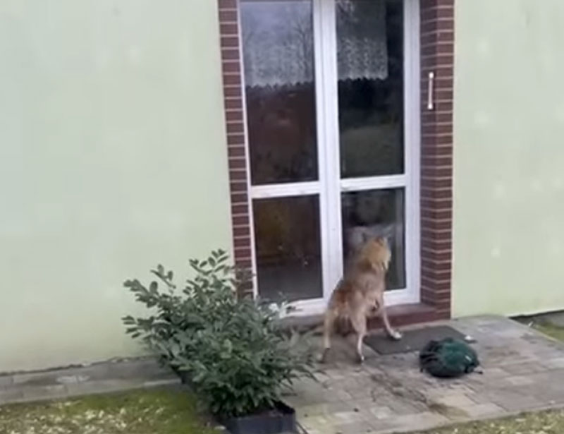 Απίστευτο βίντεο με επίθεση λύκου σε σκύλο εντός σπιτιού