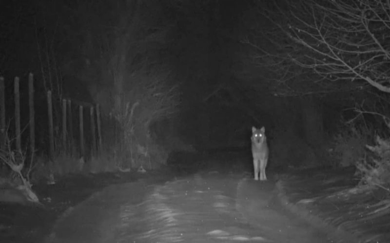 Φθιώτιδα: Λύκοι “έζωσαν” το Αργυροχώρι – Aνάστατο το χωριό