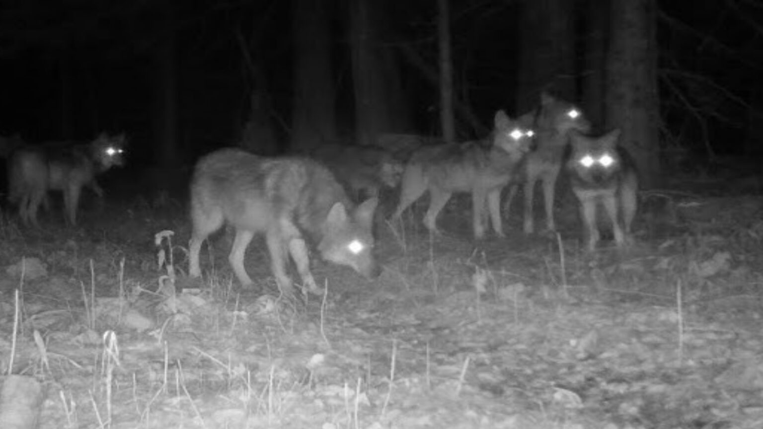 Φθιώτιδα : Ανεξέλεγκτη Εξάπλωση Λύκων – Κτηνοτρόφοι σε Απόγνωση, Κυνηγοί σε Συναγερμό ....HXHTIKO