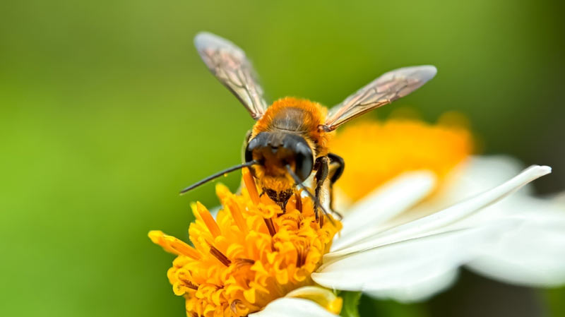 Τι θα συνέβαινε στον πλανήτη χωρίς τις μέλισσες;