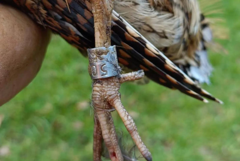 Θηρεύτηκε μπεκάτσα εννέα ετών!