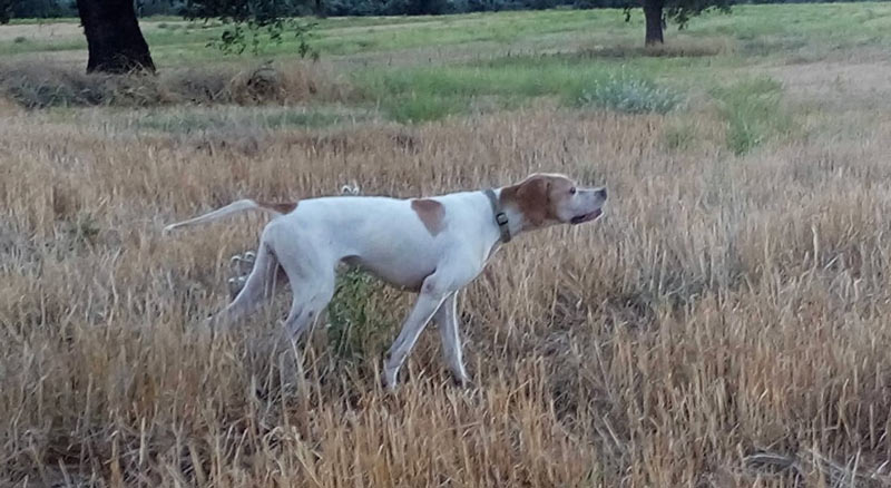 Οι δυσκολίες του σκύλου φέρμας στη διαχείριση των μυρωδιών