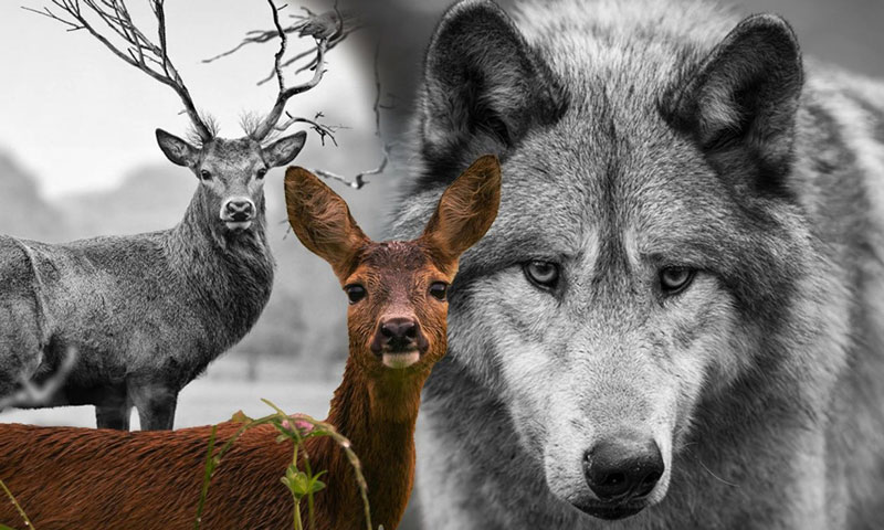 Αλλαγές στο οικοσύστημα της Πάρνηθας: Οι 40 λύκοι που θέτουν σε κίνδυνο τον πληθυσμό των ελαφιών