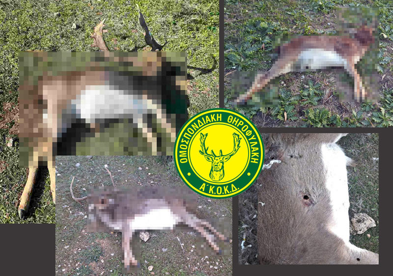 Α' ΚΟΚΔ : Λαθροθηρία ελαφιών στη Ρόδο