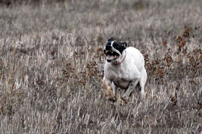 Γιατί κάποια πόιντερ και σέττερ .... κλαφουνάνε το θήραμα;