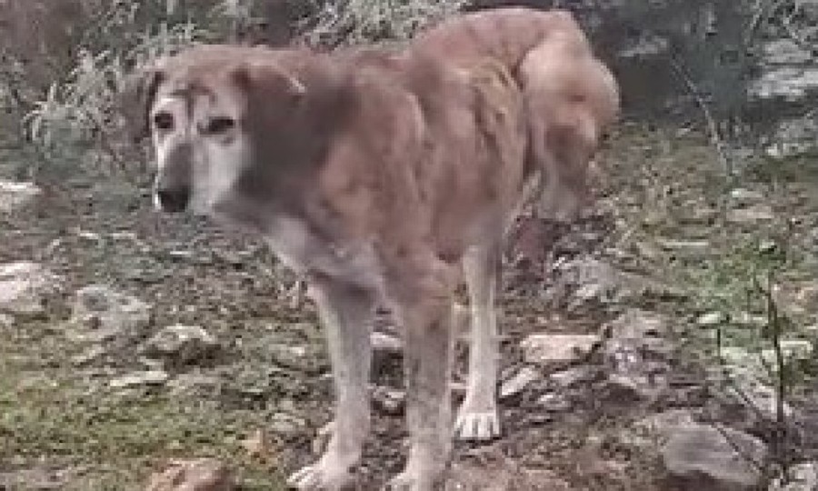 Αρκαδία: Σκύλος ακρωτηριάστηκε σε παγίδα για αγριογούρουνα..VIDEO