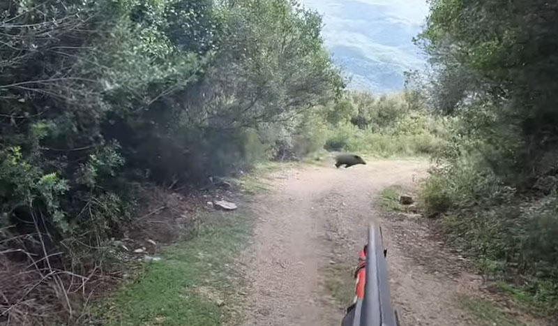 Δυο τουφεκιές για ένα αγριόχοιρο στη Θεσπρωτία...VIDEO