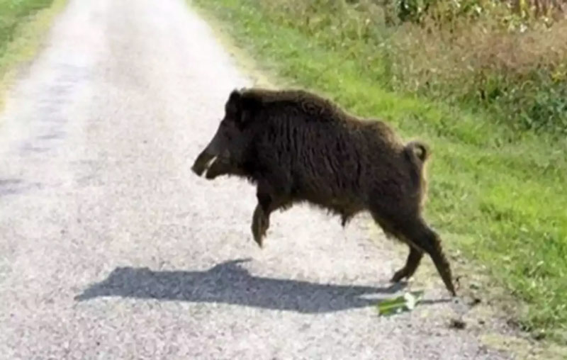 Εύβοια: Παρολίγο μετωπική με… αγριογούρουνο