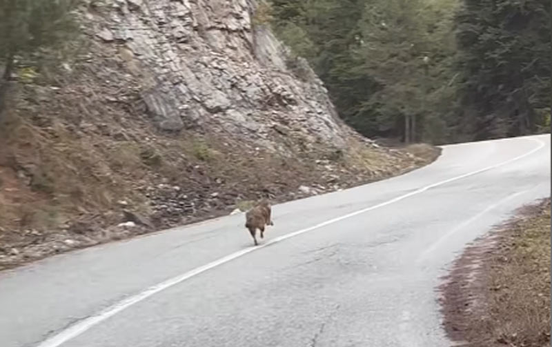 Ο "λύκος" του Ολύμπου που ήταν τσακάλι...VIDEO