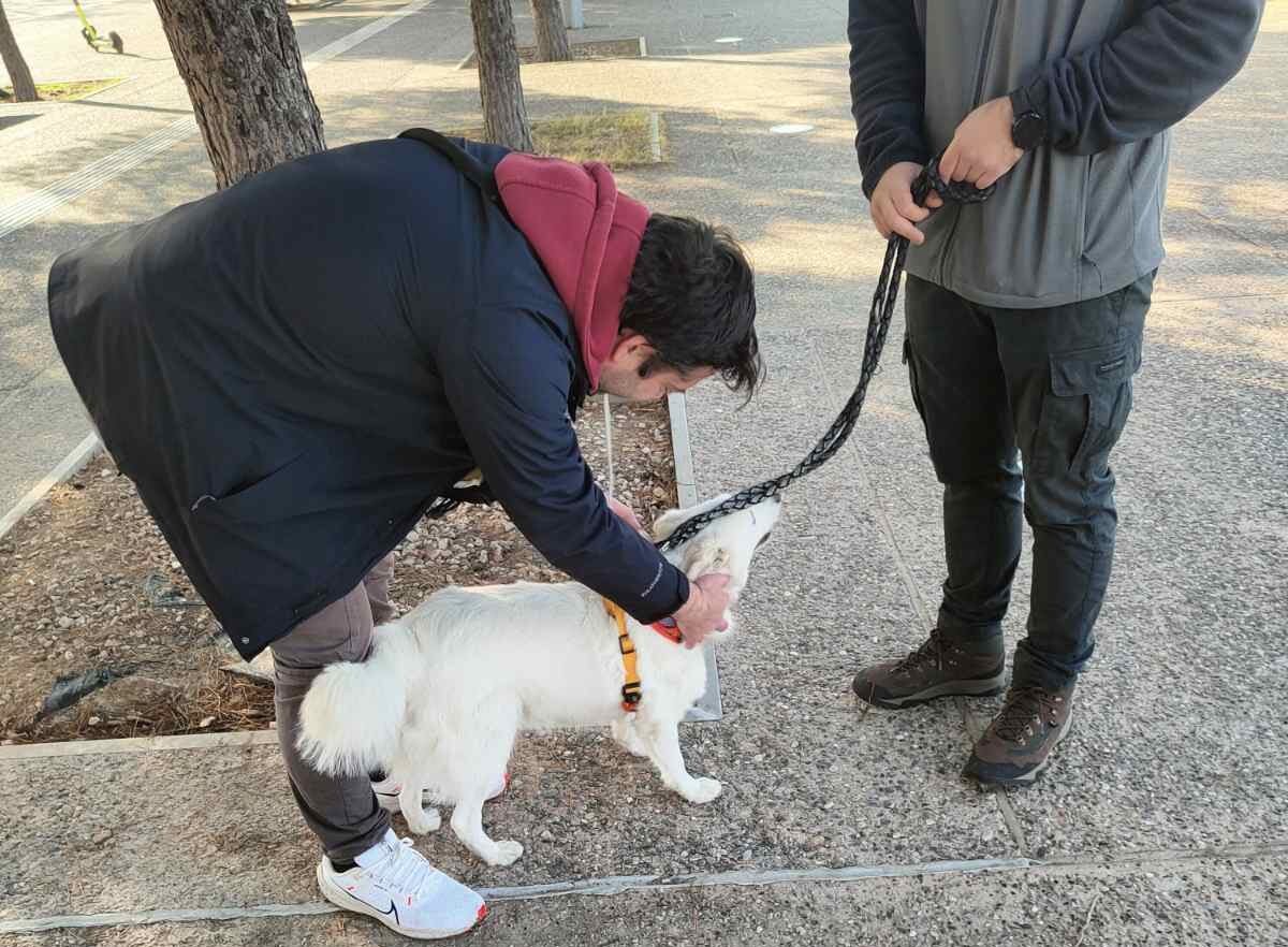 Θεσσαλονίκη: Μπαράζ προστίμων για έλλειψη σήμανσης σε σκύλους και όχι μόνο