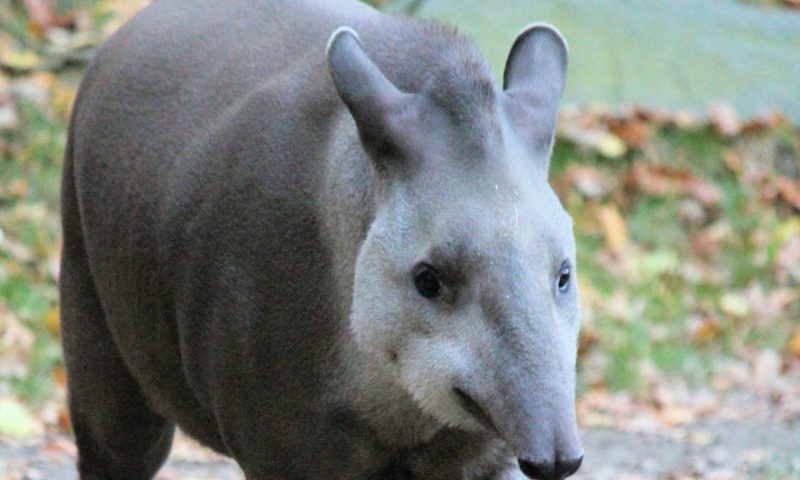 Κάμερες κατέγραψαν το μεγαλύτερο θηλαστικό
