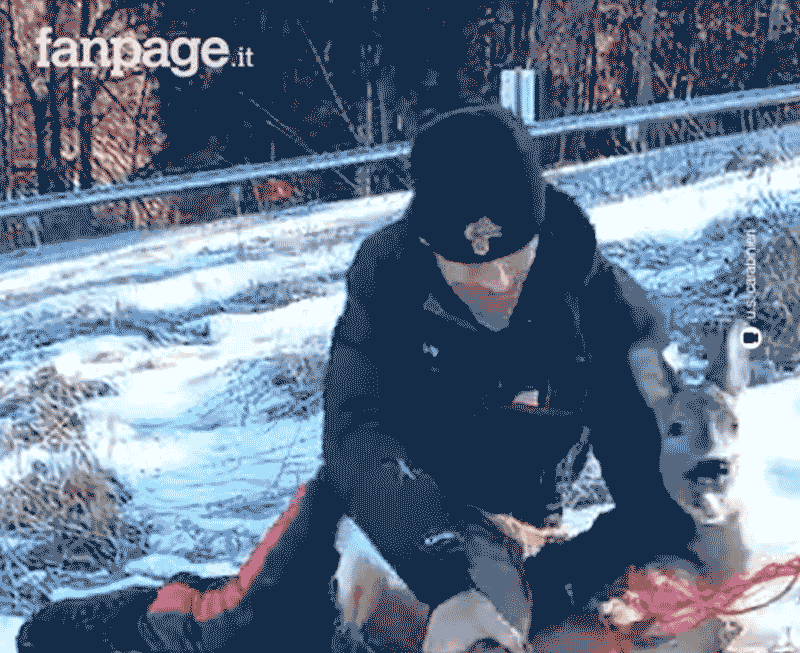 ΙΤΑΛΙΑ : Διάσωση ζαρκαδιού που είχε πιαστεί σε δίχτυ...VIDEO