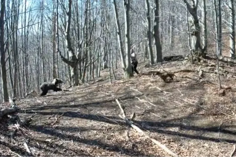 Σλοβακία : Τουρίστας απώθησε διπλή επίθεση αρκούδας, χτυπώντας την με τσεκούρι...VIDEO