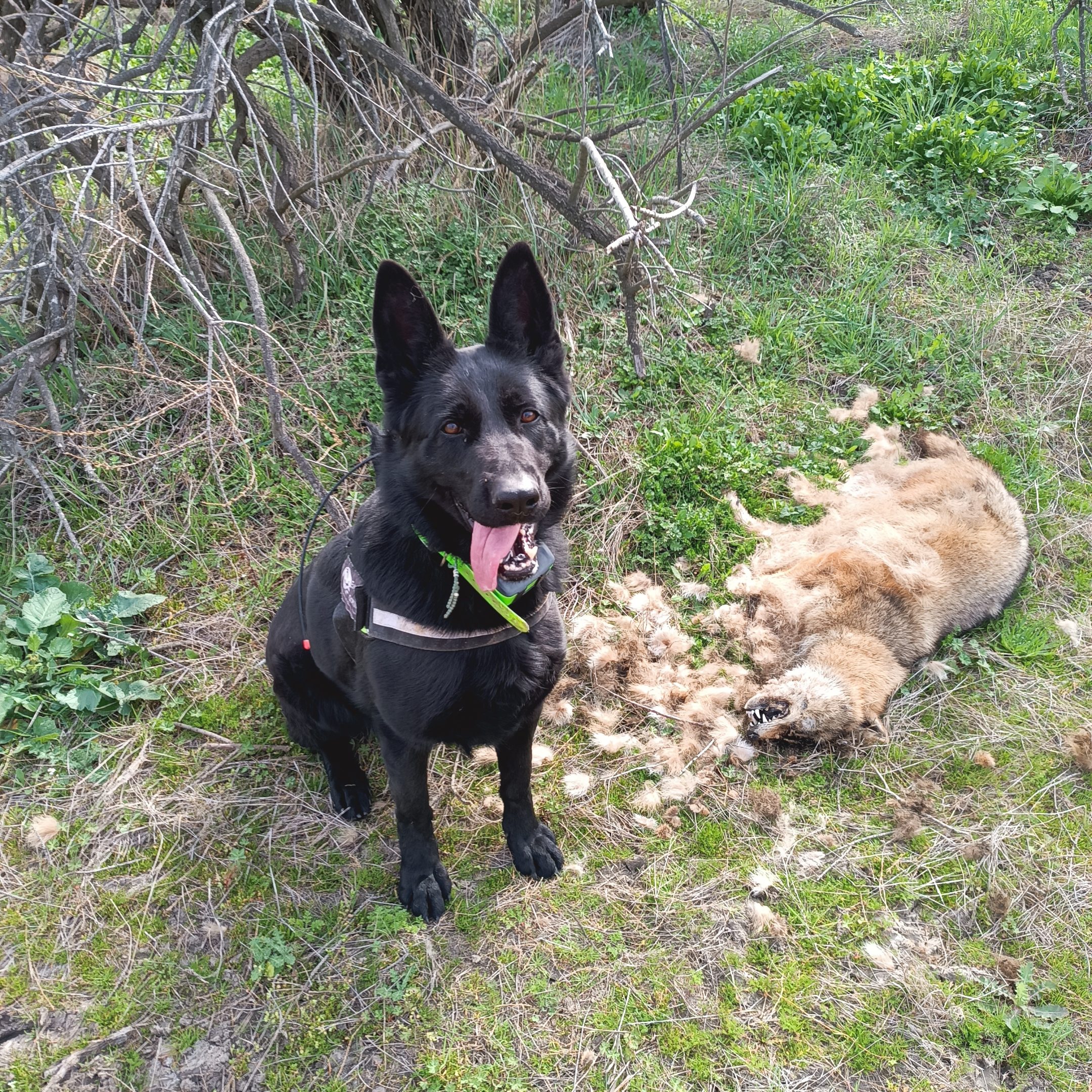 Νέο περιστατικό μαζικής δηλητηρίασης άγριας πανίδας στο Εθνικό Πάρκο Έβρου με 48 νεκρά ζώα