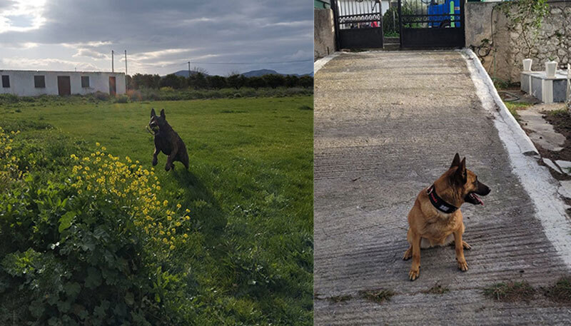 Οι ειδικοί σκύλοι της Γ' ΚΟΠ σε Ναύπλιο και Πάτρα