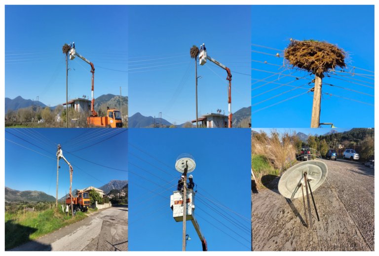 Αντικατάσταση παλαιών φωλιών λευκοπελαργών σε περιοχές της Ηπείρου