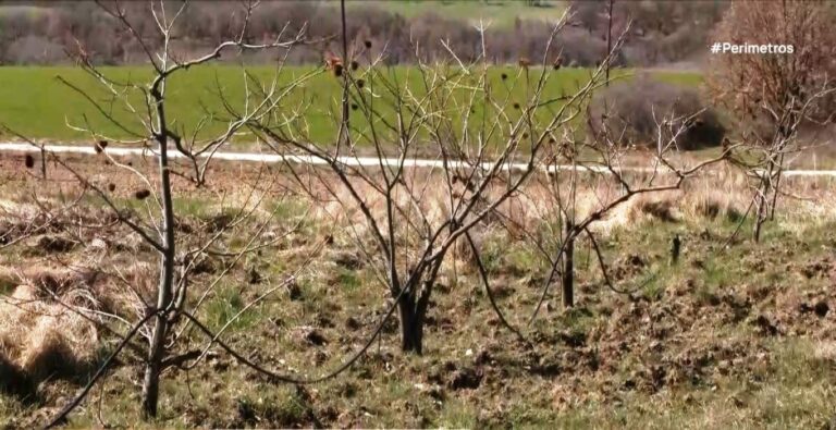 Αγριογούρουνα προκαλούν καταστροφές στις καλλιέργειες στα Γρεβενά