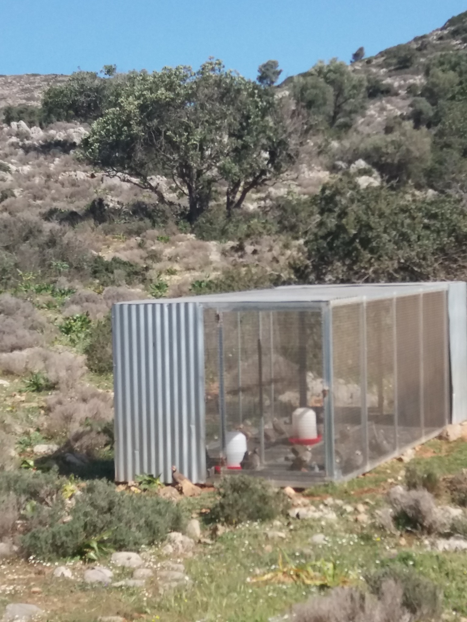 Κ.Σ. Χανίων : Σημασία κλωβών προσαρμογής για την απελευθέρωση περδίκων στην άγρια φύση
