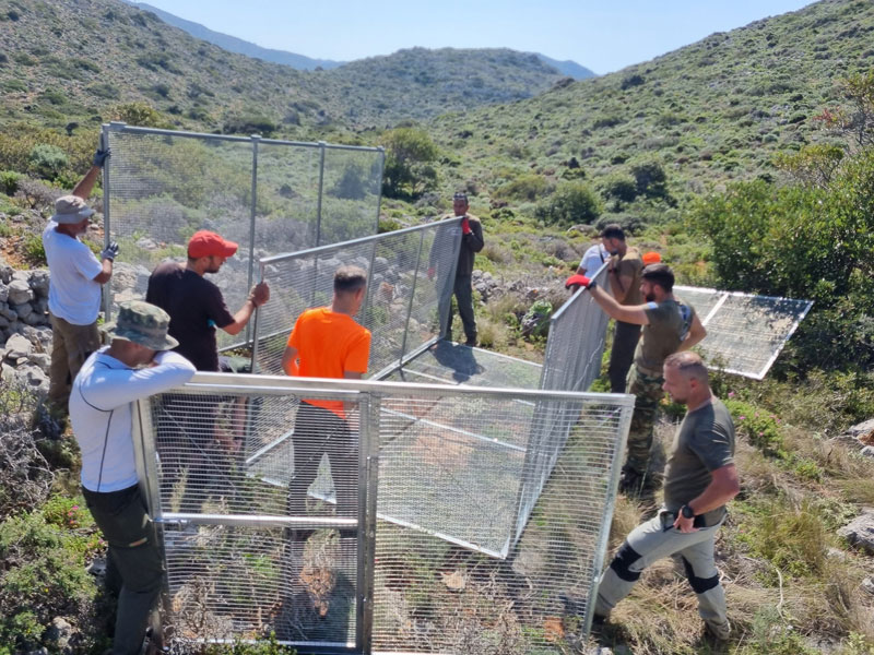 Κ.Σ. Χανίων : Σημασία κλωβών προσαρμογής για την απελευθέρωση περδίκων στην άγρια φύση