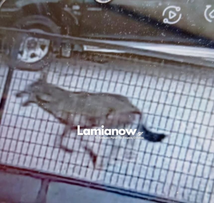 Φθιώτιδα: Λύκοι βγήκαν πρωινή βόλτα στην Πτελέα – Τους βρήκαν οι κάτοικοι του χωριού στις αυλές τους