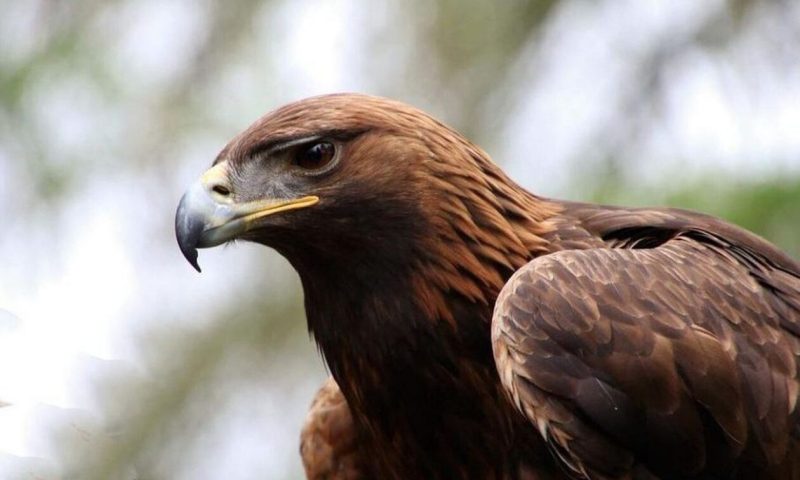 Καλαμάτα: Τα γεράκια της Πολεμικής Αεροπορίας - Η «ασπίδα» στα εκπαιδευτικά αεροσκάφη...VIDEO