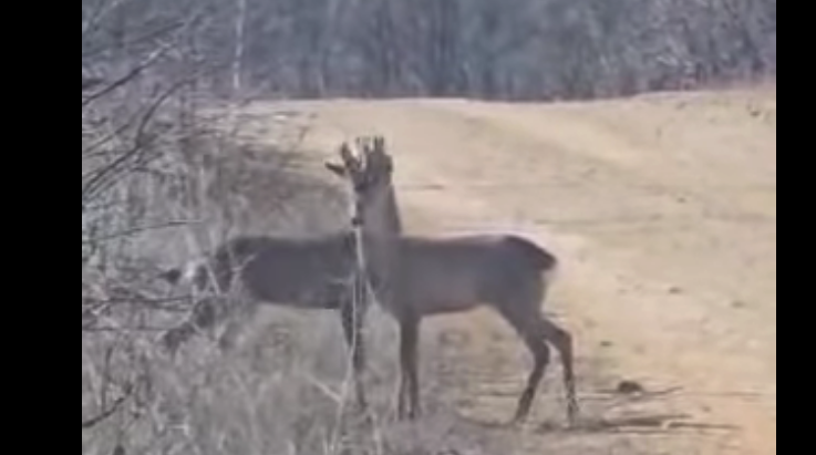 Δυο αρσενικά ζαρκάδια που πόζαραν με μεγάλη άνεση στον φακό λίγο έξω από την Αλεξανδρούπολη...VIDEO
