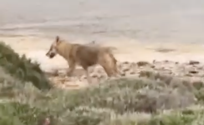 Λύκος προκαλεί αναστάτωση σε παραλία στη Δροσιά Χαλκίδας....VIDEO