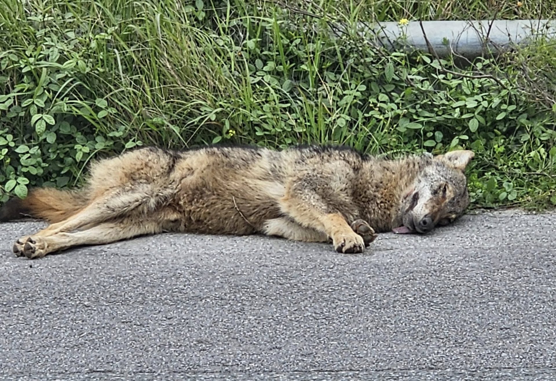 Τροχαίο με λύκο στο Μάραθο Μαγνησίας