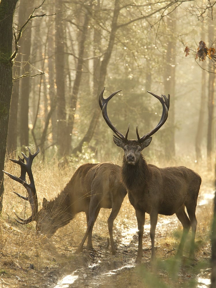 Τα ελάφια λιγοστεύουν επικίνδυνα στην Πάρνηθα: Φόβος κατοίκων και εικόνες από κατασπαραγμένα ζώα