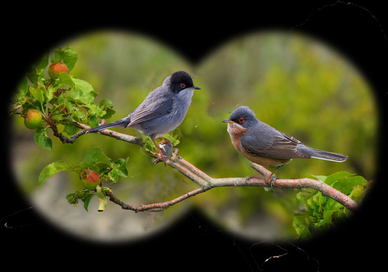 Ειδικοί ή influencers; Το πρόβλημα της ορνιθολογικής παραπληροφόρησης.....