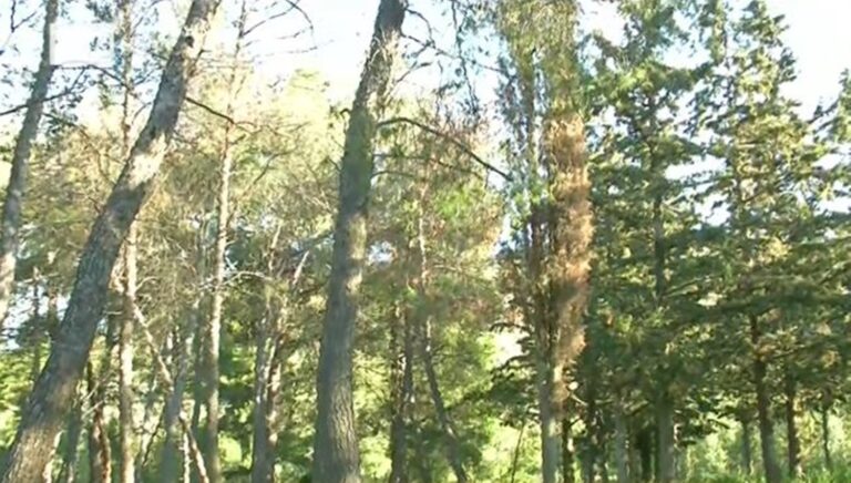 Νεκρώνονται τα δέντρα στον Υμηττό λόγω κλιματικού στρες