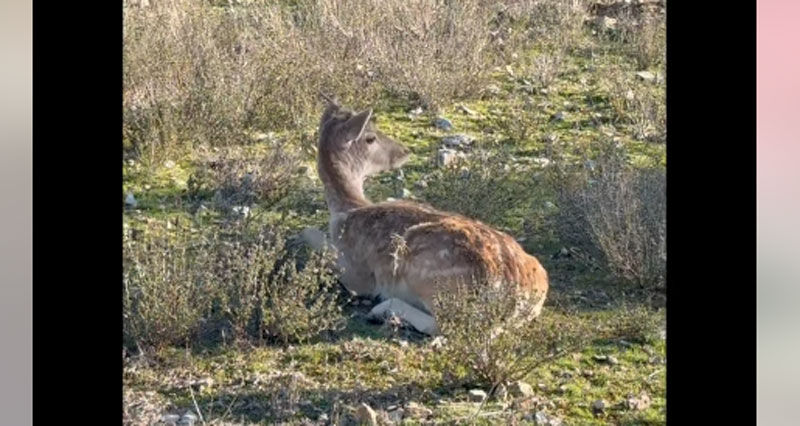 EMAK : Εντυπωσιακή επιχείρηση απεγκλωβισμού ελαφιών στη Μαλακάσα...VIDEO