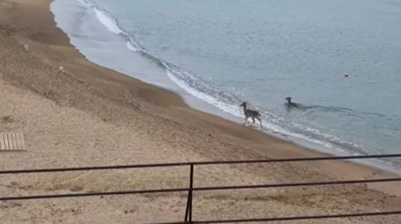 Λήμνος: Ελάφια κάνουν χειμερινό μπάνιο σε παραλία...VIDEO