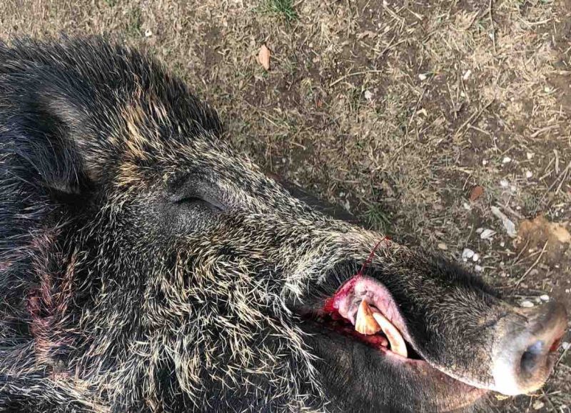 Καστοριά: Κυνηγός δέχτηκε επίθεση από αγριογούρουνο – Στο νοσοκομείο ο άτυχος άνδρας