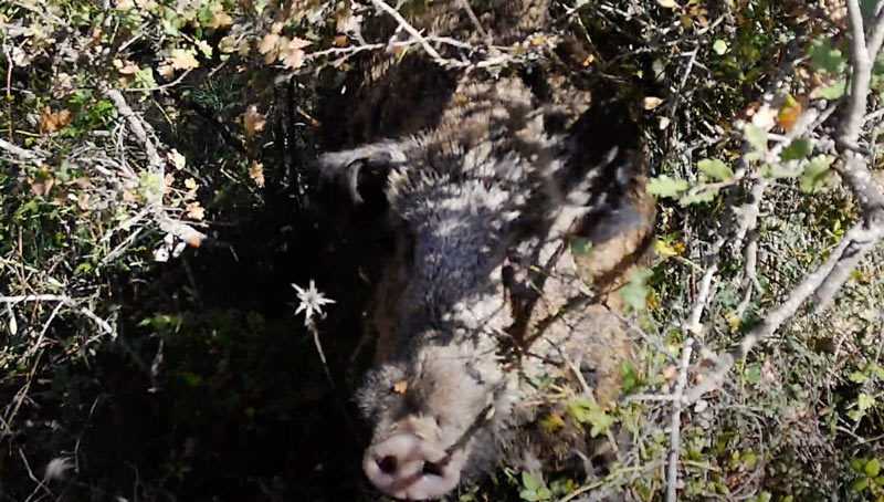 Επίθεση αγριόχοιρου σε κυνηγό στη Μεγαλόπολη...VIDEO