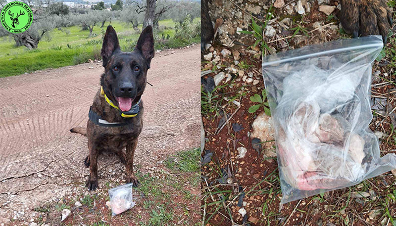 Φόλες στο Κρανίδι εντόπισε ο σκύλος της Γ' ΚΟΠ