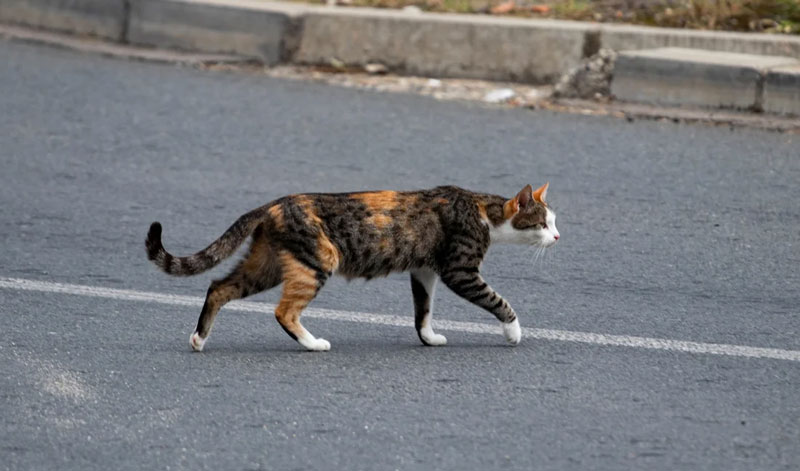 Θεσσαλονίκη: 60.000 ευρώ πρόστιμο εις βάρος 56χρονου που δηλητηρίασε οκτώ γάτες