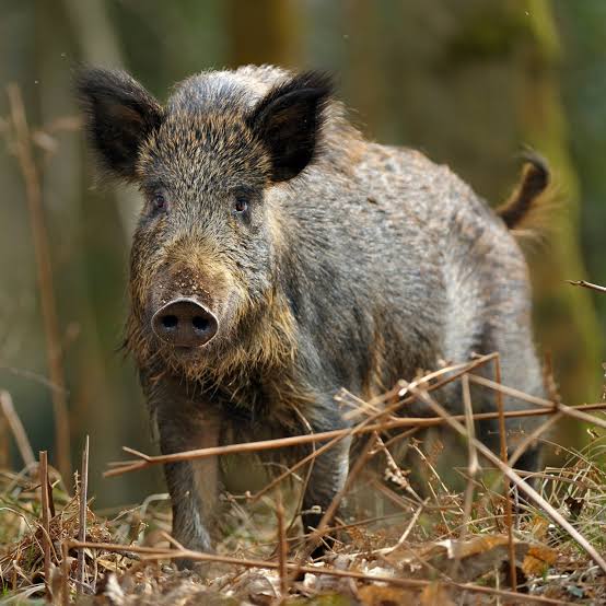 Συγκρότηση συνεργείων δίωξης αγριόχοιρων στην Ξάνθη