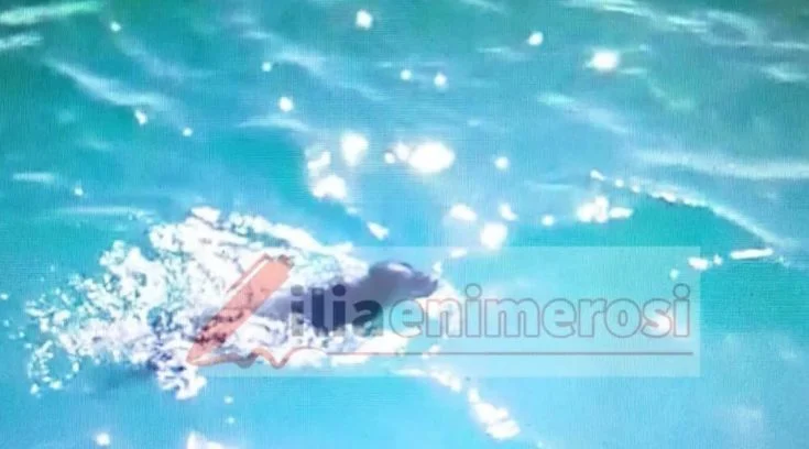 Ηλεία: Καρέ καρέ η διάσωση σκυλίτσας από σκάφος του Λιμενικού στο Κατάκολο