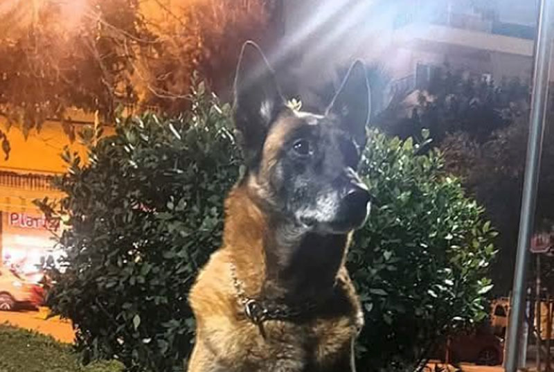 Θλίψη στο Λιμενικό για τον θάνατο του λαγωνικού Κ9 Κανέλλου