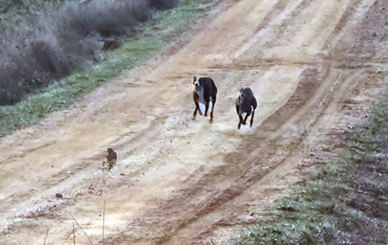 Λαγο…κουβέντες : Αργές ή γρήγορες καταδιώξεις; ….VIDEO