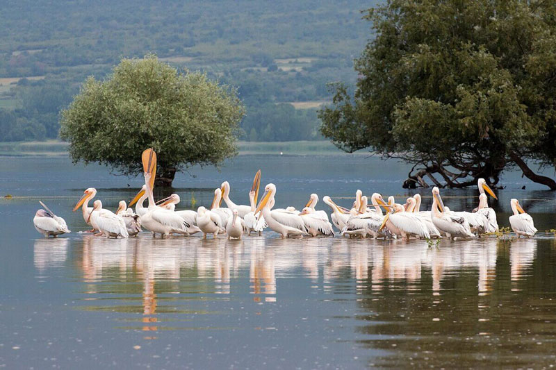 Σέρρες: Εντοπίστηκε κρούσμα του ιού της γρίπης των πτηνών στη λίμνη Κερκίνη