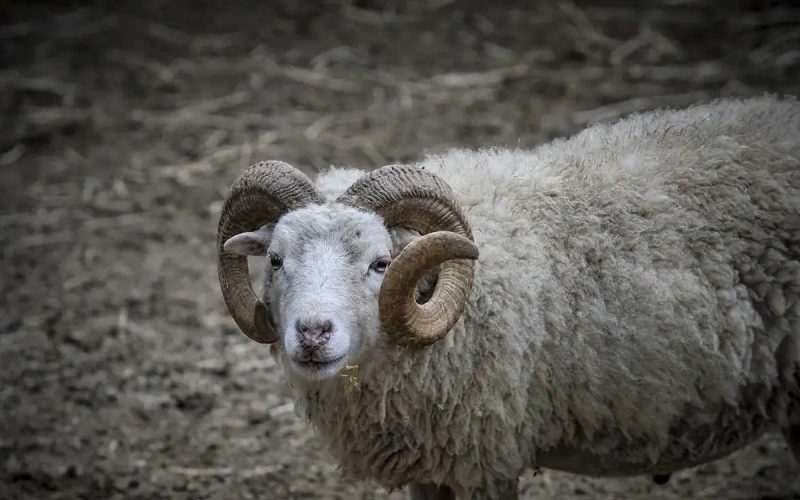 Εύβοια: Κριάρι επιτέθηκε σε 89χρονη και την τραυμάτισε σοβαρά